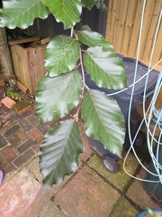 European beech