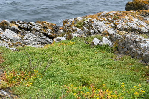 Spergularia macrotheca, photograph 1