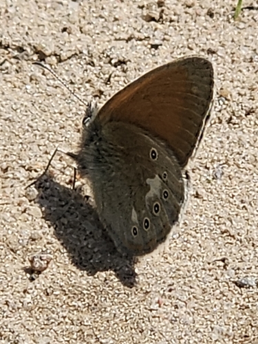 Chestnut Heath