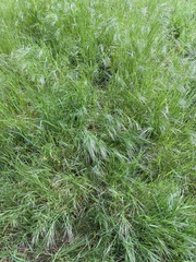 Bromus sterilis