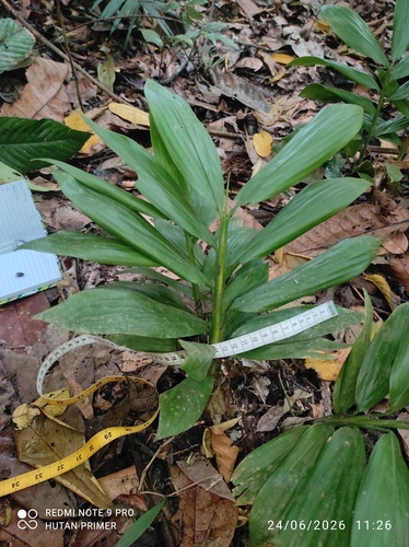 Scrotochloa urceolata observed 2026-06-24