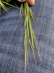 Bromus sterilis