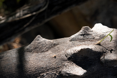 Zanthoxylum arborescens