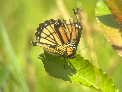 Viceroy