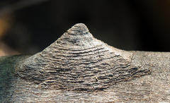 Zanthoxylum arborescens