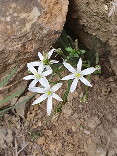 Ornithogalum baeticum, photograph 1