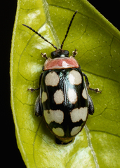 Alagoasa trifasciata