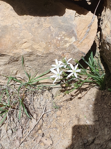 Ornithogalum baeticum, photograph 3