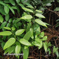 Smilax corbularia