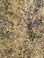 Draba verna