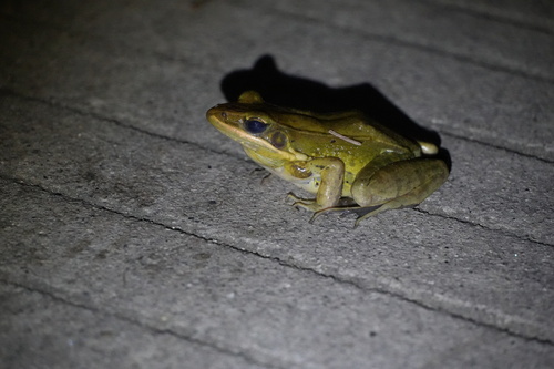 Guenther's Frog