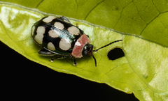 Alagoasa trifasciata
