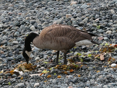Canada Goose