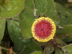 Acmella oleracea