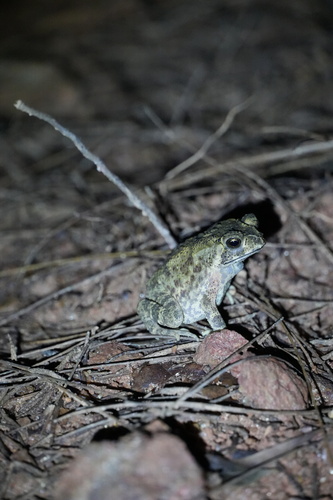Asian Common Toad