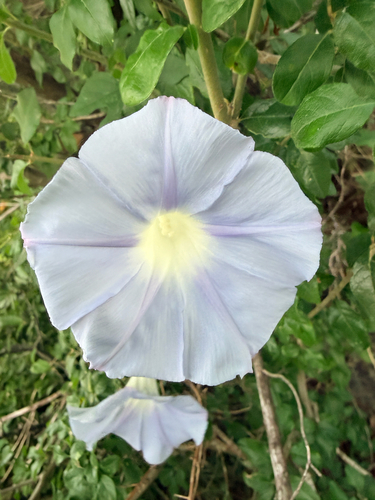 Ipomoea lindheimeri, photograph 2