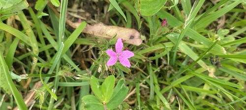Deptford pink