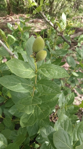 Icacina oliviformis