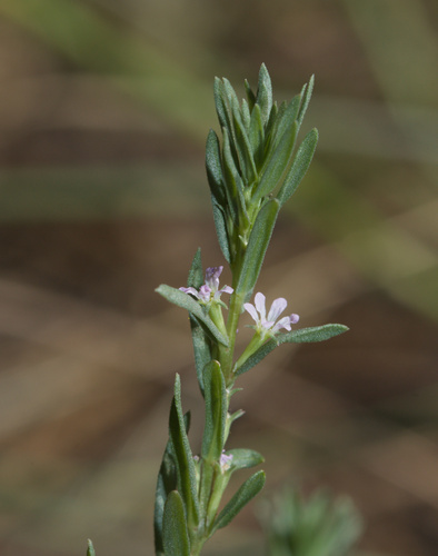 Hyssop Loosestrife