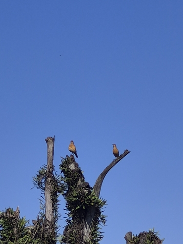 Rufous Hornero