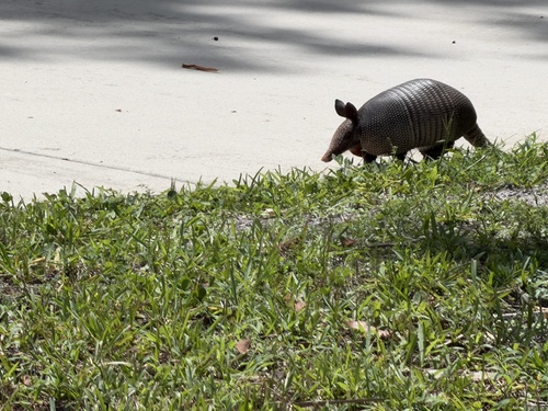 Mexican Long-nosed Armadillo