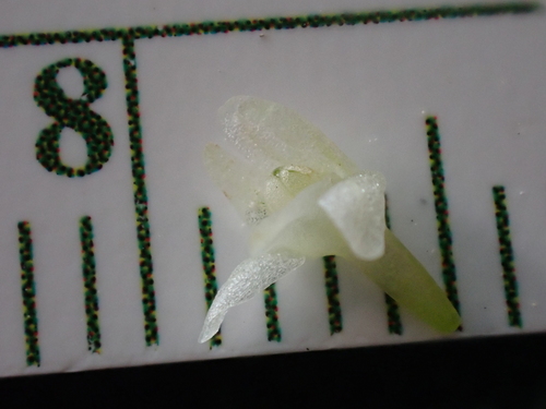 Whiteflower Rein Orchid
