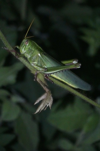 Large Green Grasshopper