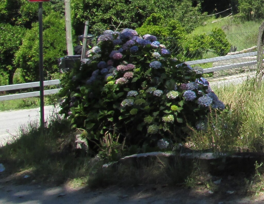 Hydrangea shrub in bloom