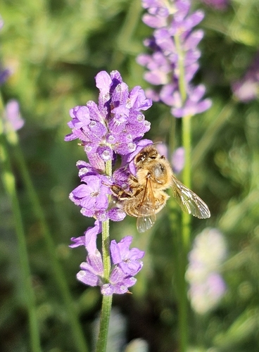 Western Honey Bee