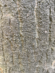 Pertusaria pertusa