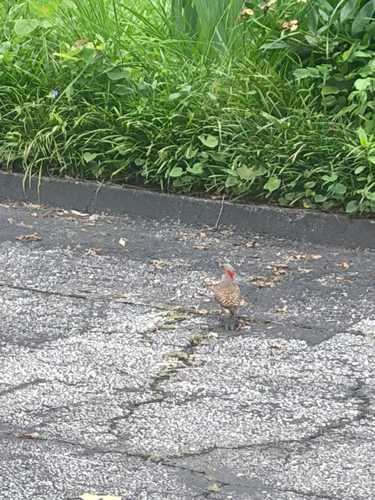 Northern Flicker