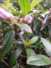 Melastoma sanguineum