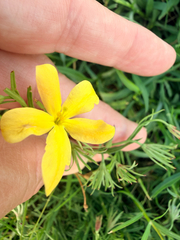 Menodora heterophylla, photograph (c) Jane Weeden, some rights reserved (CC BY)