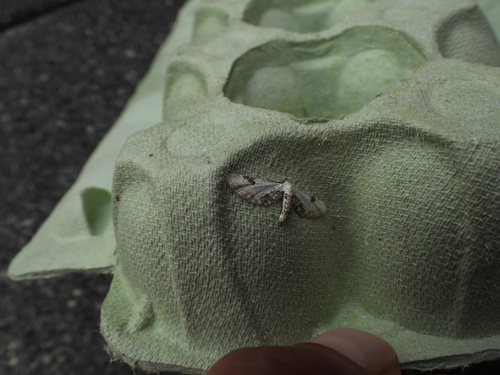 Lime-speck Pug