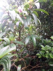 Melastoma sanguineum