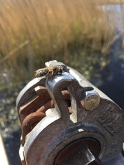 Andrena flavipes