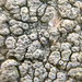 Pertusaria pertusa - Photo (c) Paul Cook, some rights reserved (CC BY-NC-ND), uploaded by Paul Cook