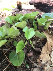 Hexastylis shuttleworthii