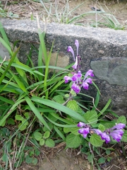Scutellaria indica