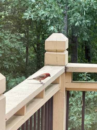 House Finch