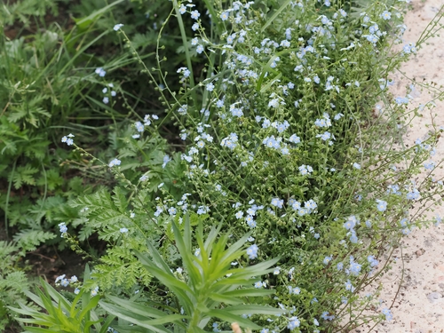 Cucumber-herb