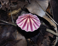 Marasmius tageticolor