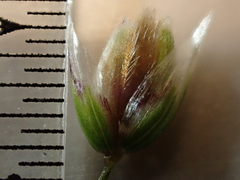 Anthoxanthum occidentale