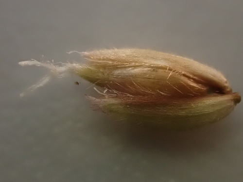 Anthoxanthum occidentale, photograph 1