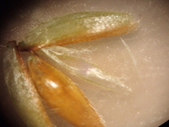 author not stated, no rights reserved Anthoxanthum occidentale, photograph author not stated, no rights reserved