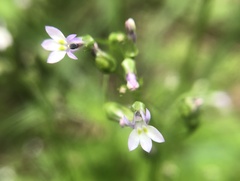 Lobelia cliffortiana