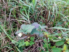 Urena procumbens