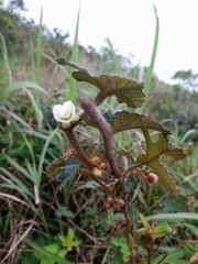 Urena procumbens