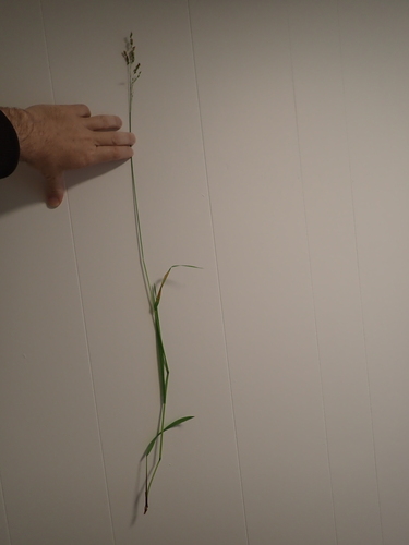 Anthoxanthum occidentale, photograph 5