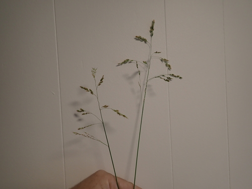 Anthoxanthum occidentale, photograph 4